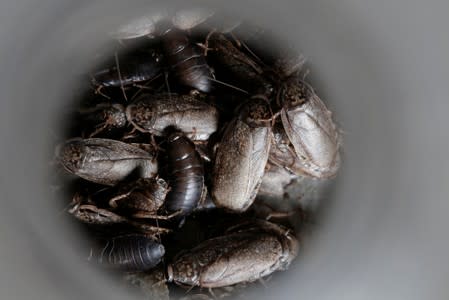 African cockroaches are pictured in the insect farm for human consumption of the biologist Federico Paniagua, as he is promoting the ingestion of a wide variety of insects, as a low-cost and nutrient-rich food in Grecia
