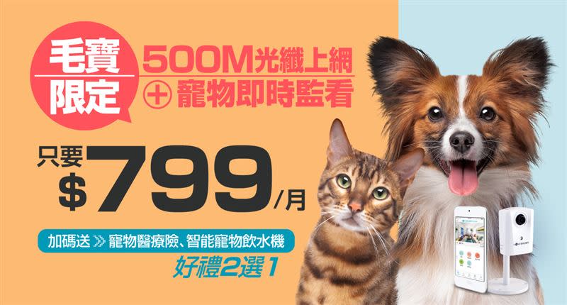 凱擘大寬頻寵物居家關懷+500M光纖上網快閃價799元，限時再享寵愛好禮。（圖／品牌業者提供）