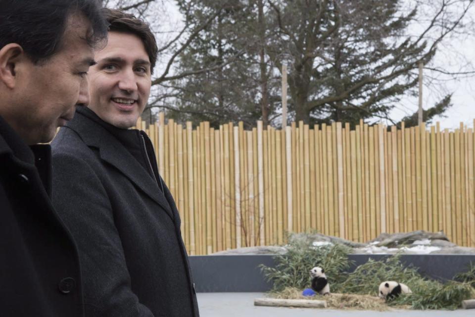 Canadian Prime Minister Justin Trudeau and China’s Ambassador to Canada Luo Zhaohui, stand outside an enclosure as newly-named panda cubs Jia Panpan and Jia Yueyue are exhibited to the media at the Toronto Zoo on Monday, March 7, 2016. THE CANADIAN PRESS/Chris Young