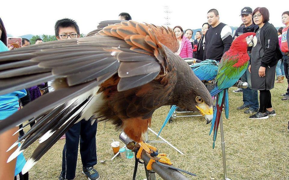 Taiwan bird enthusiasts protest in a Taipei park about the expulsion - Henry Lin/EPA-EFE/Shutterstock