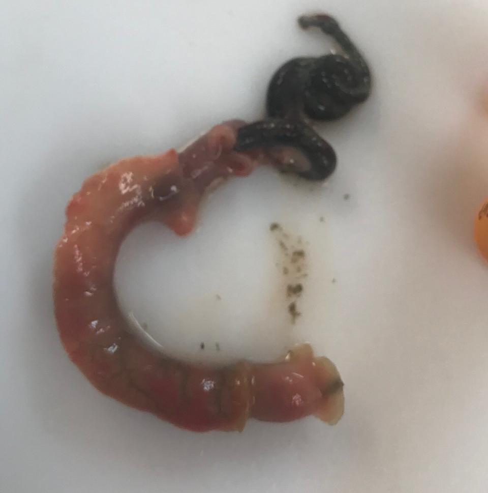 The tissue of a tubeworm after it was removed from its protective tube.