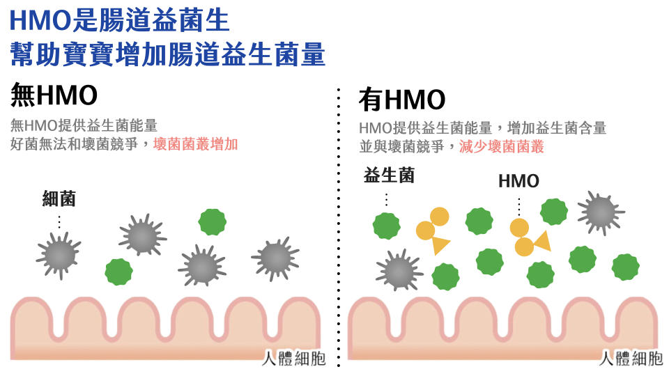 HMO 是腸道益菌生，幫助寶寶增加腸道益生菌量。