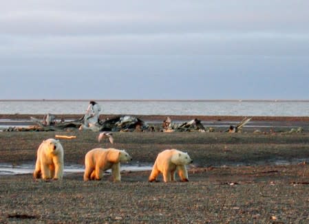 FILE PHOTO : Polar bears are seen within the 1002 Area of the Arctic National Wildlife Refuge