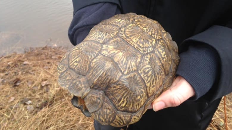 Wood turtle research needs funding, Moncton group says