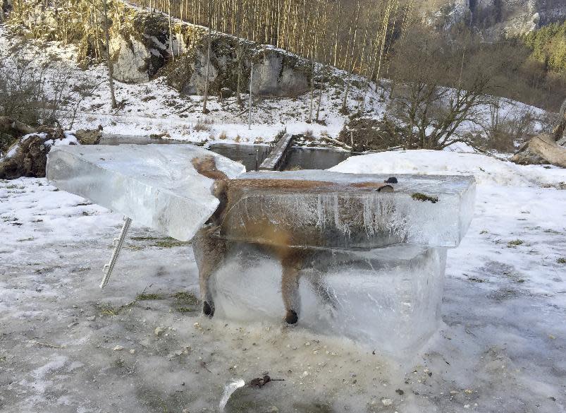 A block of ice containing a drowned fox who broke through the thin ice of the Danube river four days earlier sits on the bank of the Danube river in Fridingen, southern Germany, Friday, Jan. 13, 2017. (Johannes Stehle/dpa via AP)