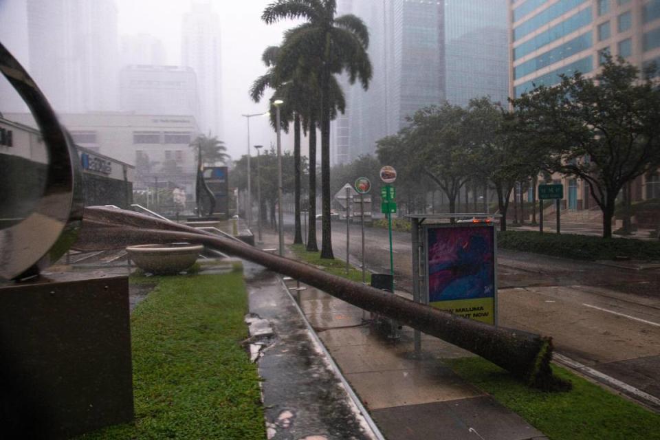 A fallen palm tree blocks a sidewalk on Brickell Avenue and Southeast 14th Terrace after it was knocked down by strong winds due to Tropical Storm Eta in Miami, Florida, Monday, Nov. 9, 2020.