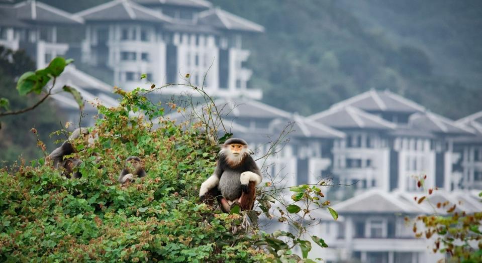  棲息在山茶半島上的瀕危保育動物「紅腿白臀葉猴」（圖片提供：可樂旅遊）