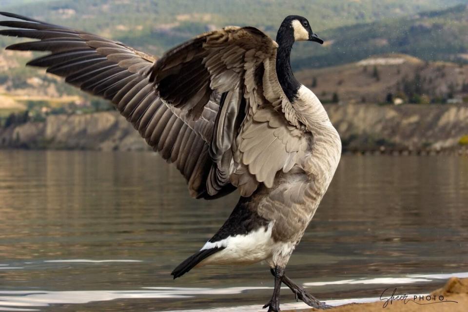 Budding photographer Steve Heer captured this iconic picture of Kevin the Goose, with Okanagan Lake behind him. Heer believes the goose "quite literally posed" for him.