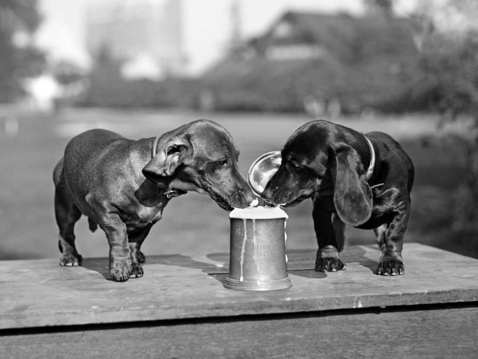 weenie dogs beers