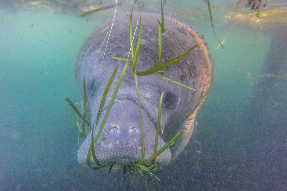 A manatee swims beside a tour boat in the Crystal River Preserve State Park on Jan. 7, 2020, in Crystal River, Florida. Hundreds of manatees head to the Crystal River bays in winter to escape the colder temperatures throughout the Gulf of Mexico. (Photo: Photo by Paul Rovere/Getty Images)