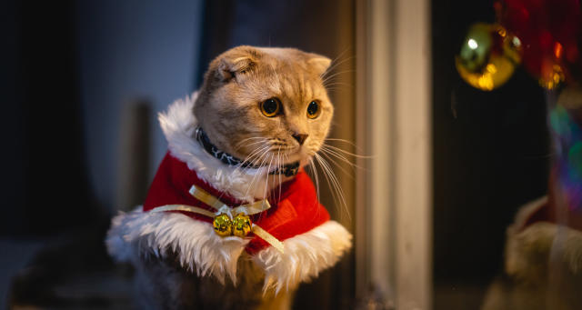 Just 22 Cute Holiday Cats That Made Me Smile After A Really Rough Week