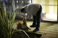 Alexei, an animal activist who would only give his first name, checks on a stray dog before picking it up and carrying it to his car, Monday, Feb. 10, 2014, in central Sochi, Russia, home of the 2014 Winter Olympics. Alexei is one of a dozen people in the emerging movement of animal activists in Sochi alarmed by reports that the city has contracted the killing of thousands of stray dogs before and during the Olympic Games. Stray dogs are a common sight on the streets of Russian cities, but with massive construction in the area the street dog population in Sochi and the Olympic park has soared. Useful as noisy, guard dogs, workers feed them to keep them nearby and protect buildings. They soon lose their value and become strays. Tonight, a few dogs will be taken on their way to a new life in Moscow. (AP Photo/David Goldman)