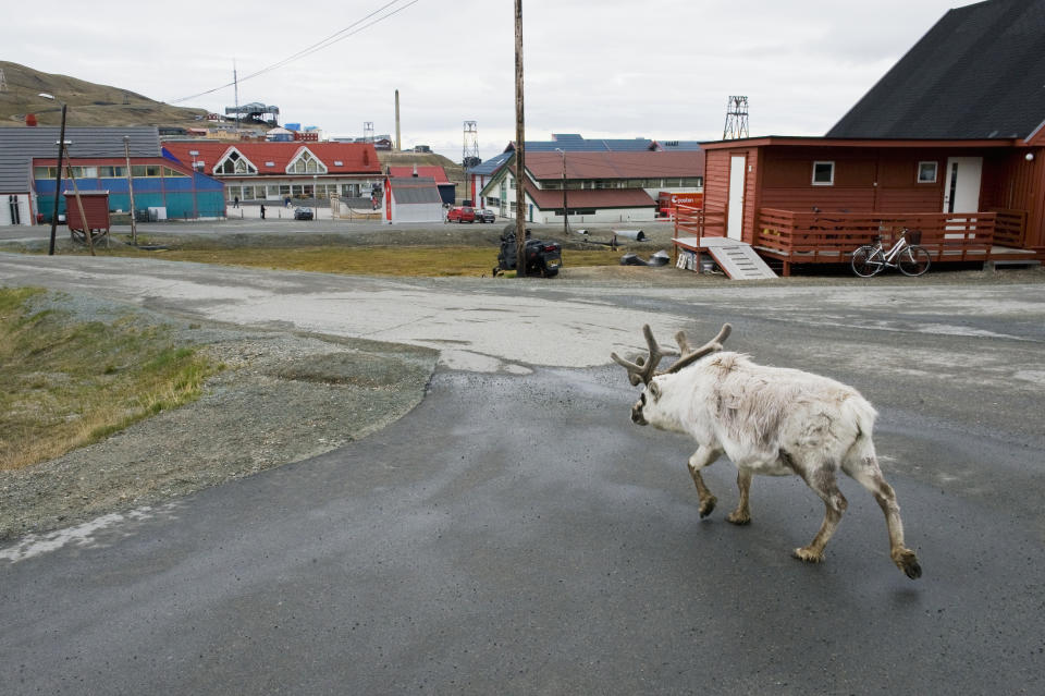 Reindeer in winter coat, Longyearbyen, Svalbard, Norway