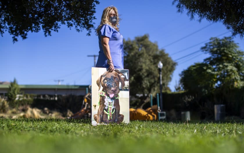 YUCAIPA, CA - NOVEMBER 16, 2020: Sedna Moseley with large photo of her now deceased dog Riley whom she adopted as a puppy when a woman dropped him off at an animal hospital covered in acid and suffering from a broken jaw and head injuries on November 16, 2020 in Yucaipa, California. Moseley nursed Riley back to health as best she could and was contacted by Marc Ching, founder of Animal Hope and Wellness Foundation in hopes of getting donations for the surgeries Riley needed. But, instead Ching embellished the dog's injuries and keep most of the money for himself, Moseley said. Riley lived to be 3-years-old. But, he began to have seizures because of his head injuries. "I'll never forget that day on August 8, 2017 when Riley was dropped off. He was 6 weeks old. I didn't know what the journey would entail, but I knew I would be with him until the end. He made me a better person," Moseley said.(Gina Ferazzi / Los Angeles Times)