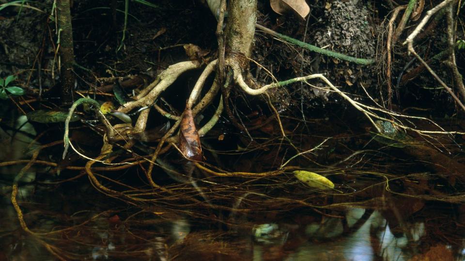 Raíces de un árbol en el Amazonas.
