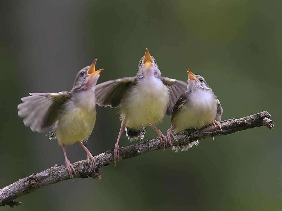 singing birds