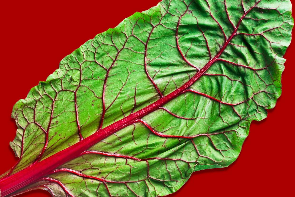 Swiss chard leaf on a red background