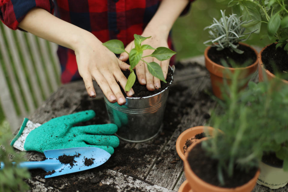 El trabajo de las plantas, la siembra de plantas frutales o florales, y la actividad generosa de cuidarlas en casa u propia casa, también puede recoger algunos de estos beneficios. (Getty Creative)