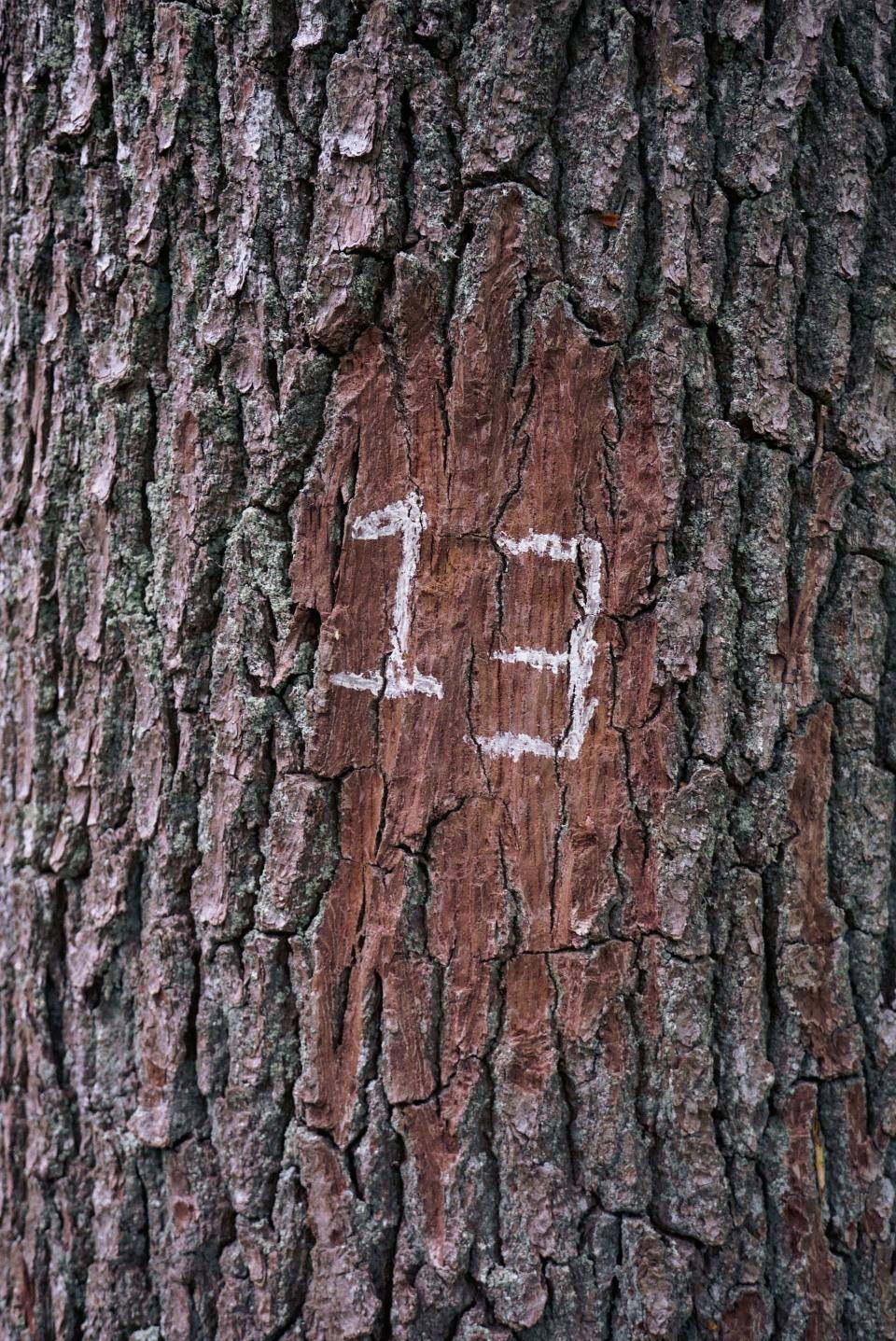 the number 13 written on a tree trunk