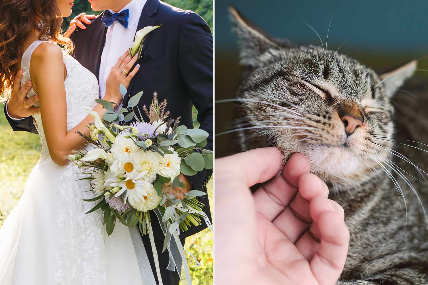 Cat Interrupts Wedding, Gets Adopted