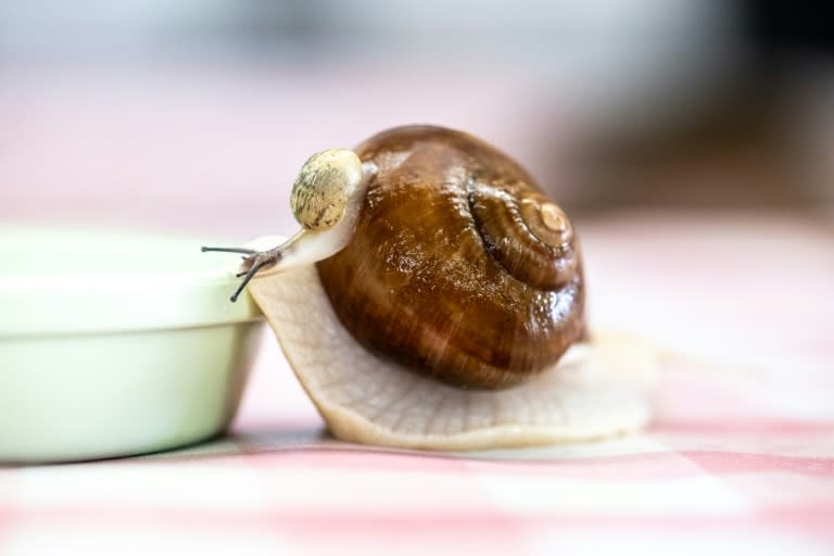 Un escargot de Bourgogne vivant élevé par Toshihide Takase dans son exploitation de Matsusaka (centre du Japon) le 16 mai 2024 (Philip FONG)