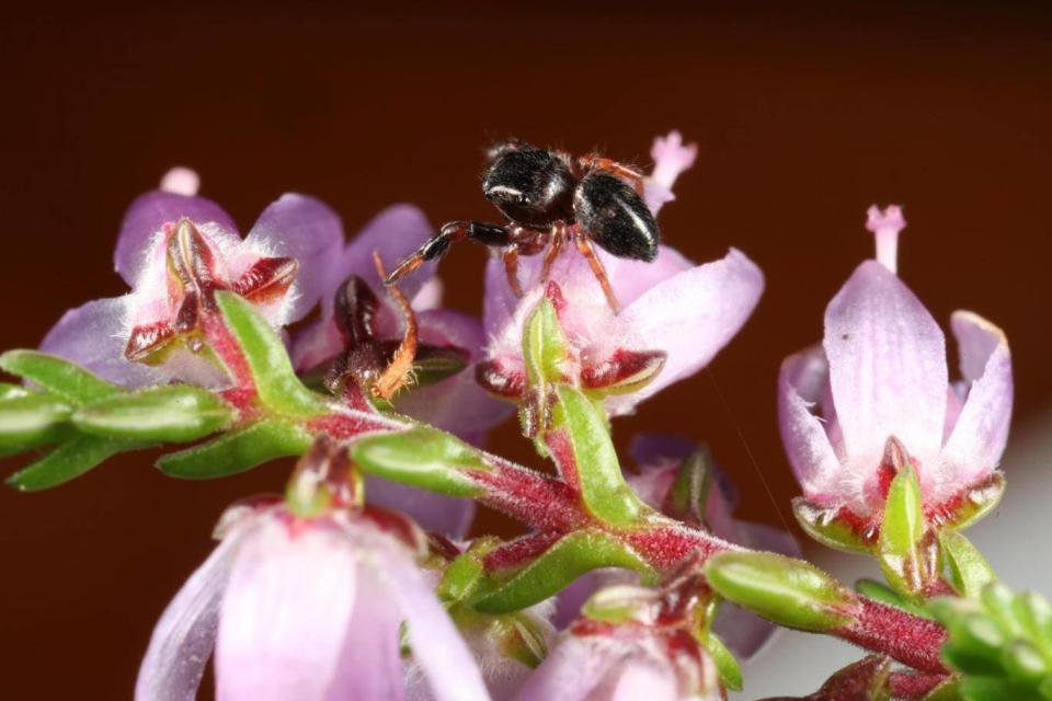 The jumping spider photographed in Cheshire (Richard Gallon)