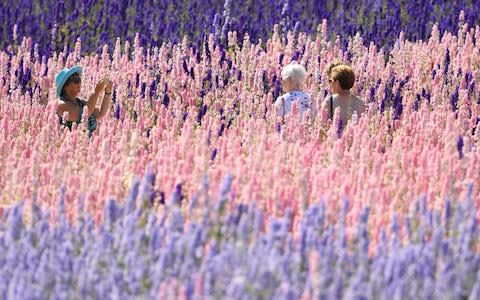 People take photos in a field of delphiniums at The Real Flower Petal Confetti Company in Wick near Pershore, Worcestershire - Credit: PA