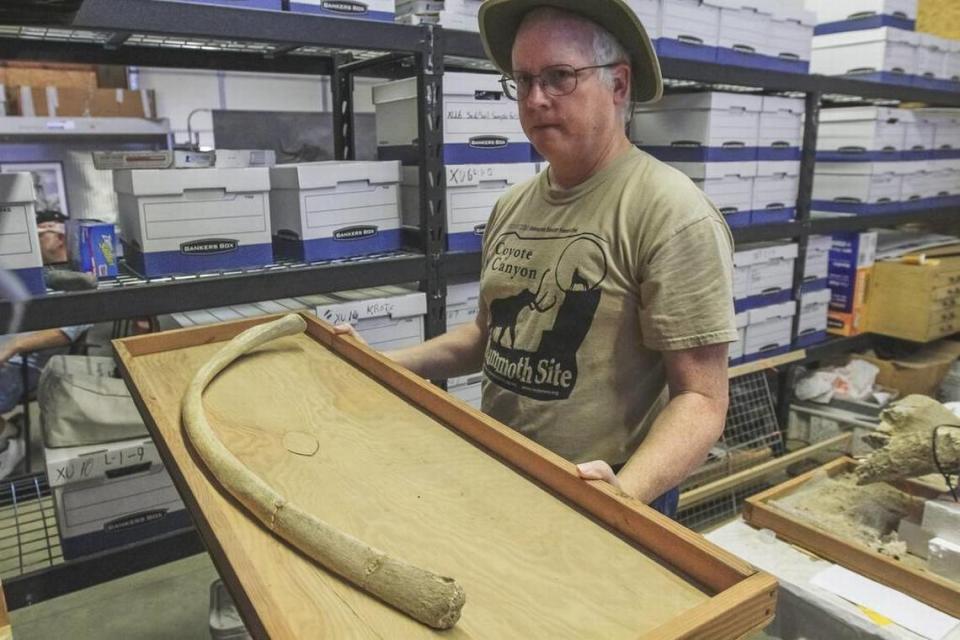 A MCBONES volunteer shows a mammoth rib that was found during excavation of the Coyote Canyon Mammoth Site near Kennewick.