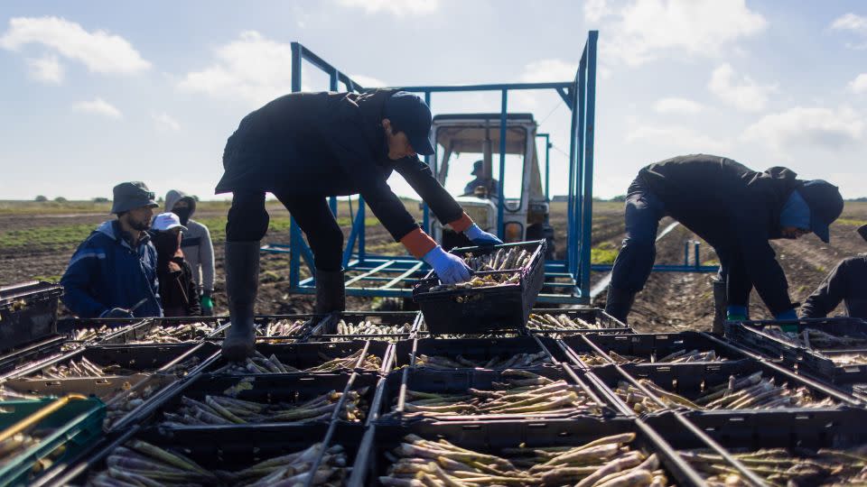 Farm workers move asparagus trays at a farm near Sandwich in south-east England on April 29, 2024. - Chris Ratcliffe/Bloomberg/Getty Images