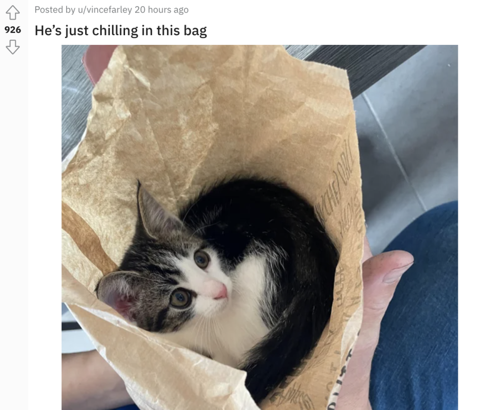 kitten inside of a paper bag