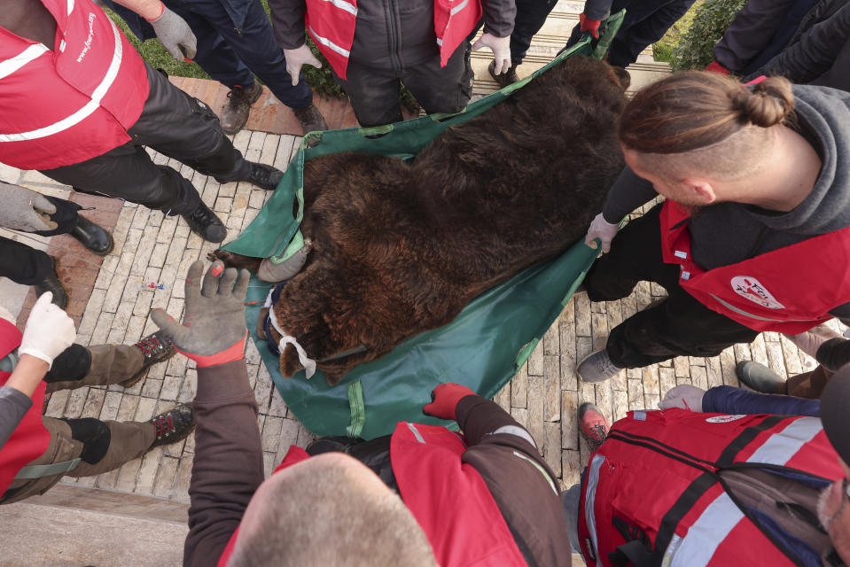 Activists from animal rights charity "Four Paws" carry a sedated brown bear named Mark, after it was rescued from a small cage in Tirana, , on Wednesday, Dec. 7, 2022. Mark a 24-year-old bear was kept at a cage for 20 years at a restaurant in the capital Tirana. Albania's last brown bear in captivity has been rescued by an international animal welfare organization and taken to a sanctuary in Austria.(AP Photo/Franc Zhurda)