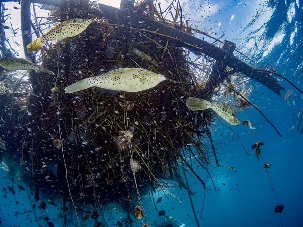 看臺灣海洋世界不同面貌！海洋保育創意攝影競賽結果揭曉