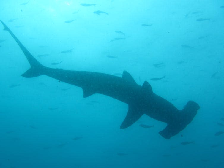 <span class="caption">A hammerhead shark in its element.</span> <span class="attribution"><span class="source">Ken Collins</span>, <span class="license">Author provided</span></span>