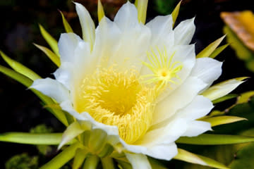 <b>A rare blooming cactus, the Queen of the Night blooms from a pretty ugly cactus every summer.</b> ©iStockphoto.com/mlenny