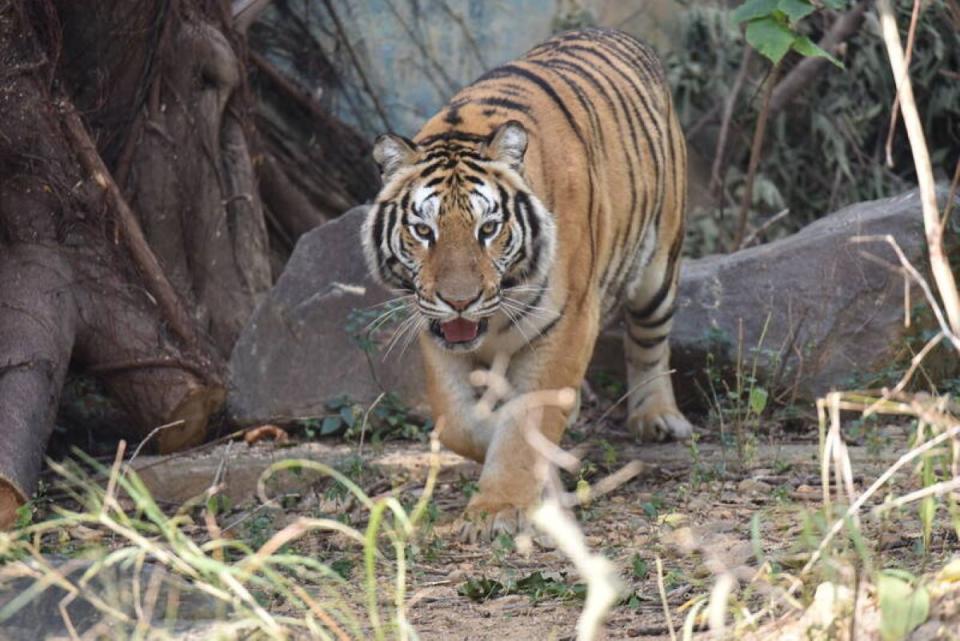 六福村借展孟加拉虎給竹市動物園，猛獸區不再空蕩蕩。（圖：市府提供）