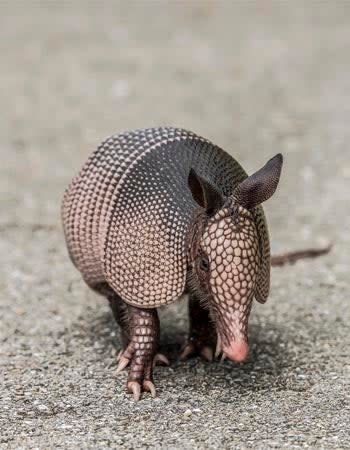 Armadillos / Climate change