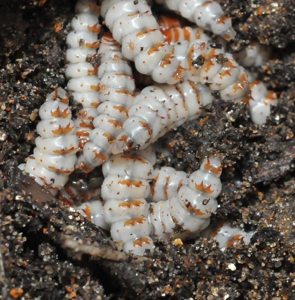 American burying beetles raise their grubs on carrion.