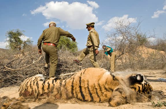 A poisoned Indian tiger found dead in 2010