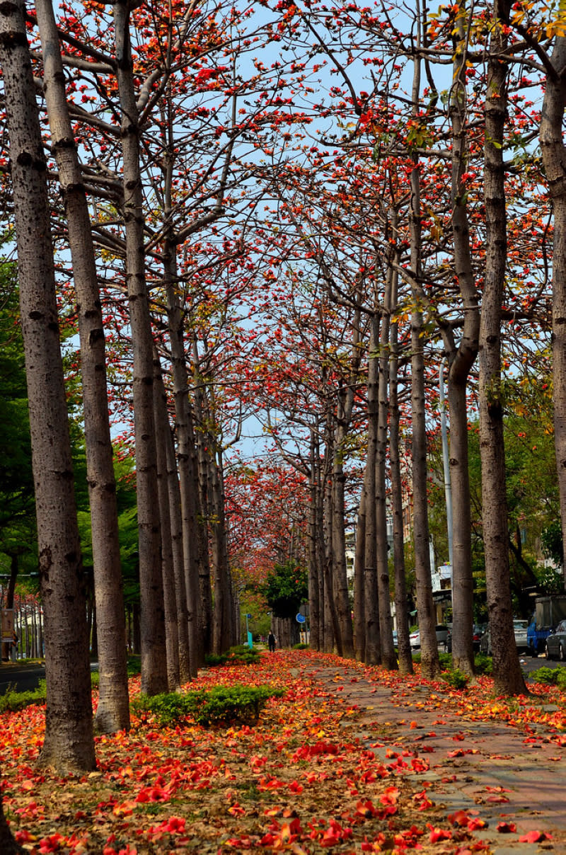 木棉花(Photo Credit: Rubin@Flickr, License: CC BY-SA 2.0，圖片來源：https://www.flickr.com/photos/30998184@N03/16848397931)