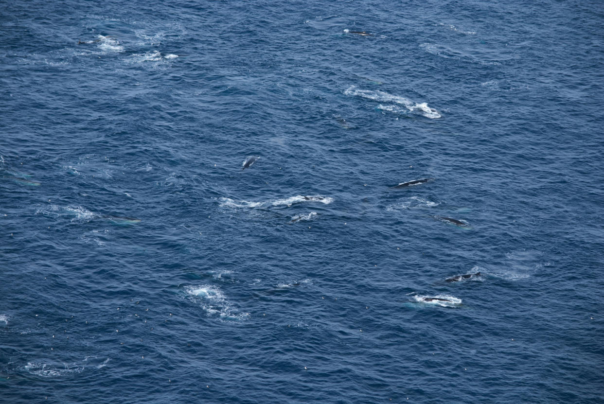 An aerial view of a fin whale aggregation (Helena Herr)
