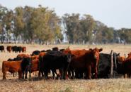 High beef prices squeeze carnivores from Buenos Aires to New Orleans