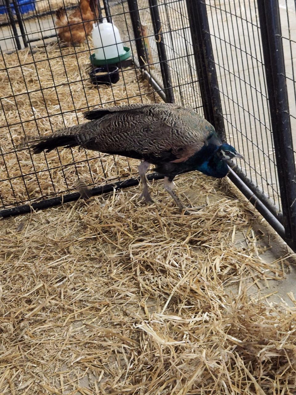 Des Moines' favorite wandering peacock was captured by the Animal Rescue League of Iowa, the state's largest animal shelter. The peacock had been on the move from treetop to rooftop since Aug. 3, 2022, ruffling feathers in the Merle Hay neighborhood.