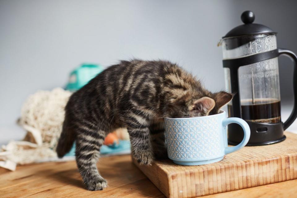 <p>Never leave a cup of coffee unattended when a cat is around. Although it does make for a good photo. </p>