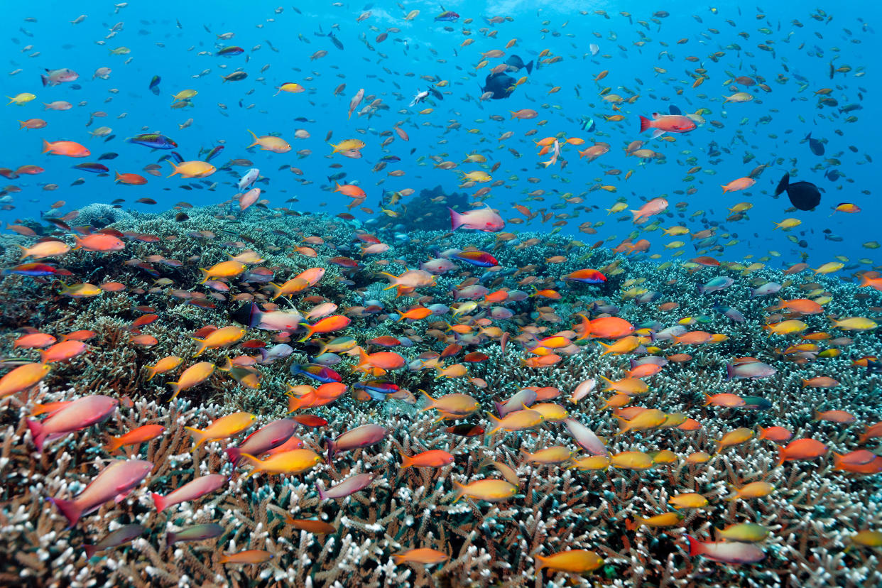 A mass of mainly orange, yellow and pink fish swim above coral