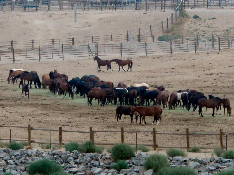 FILE - In this Sept. 4, 2013, file photo, mustangs recently captured on federal rangeland roam a corral at the U.S. Bureau of Land Management's holding facility north of Reno, in Palomino, Nev. Two House committee chairmen are trying to put the brakes on money for a new Trump administration proposal to accelerate the capture of 130,000 wild horses across the West over the next 10 years. (AP Photo/Scott Sonner, File)