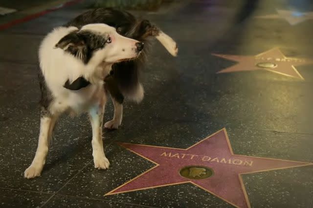 <p>Oscars</p> Messi the dog