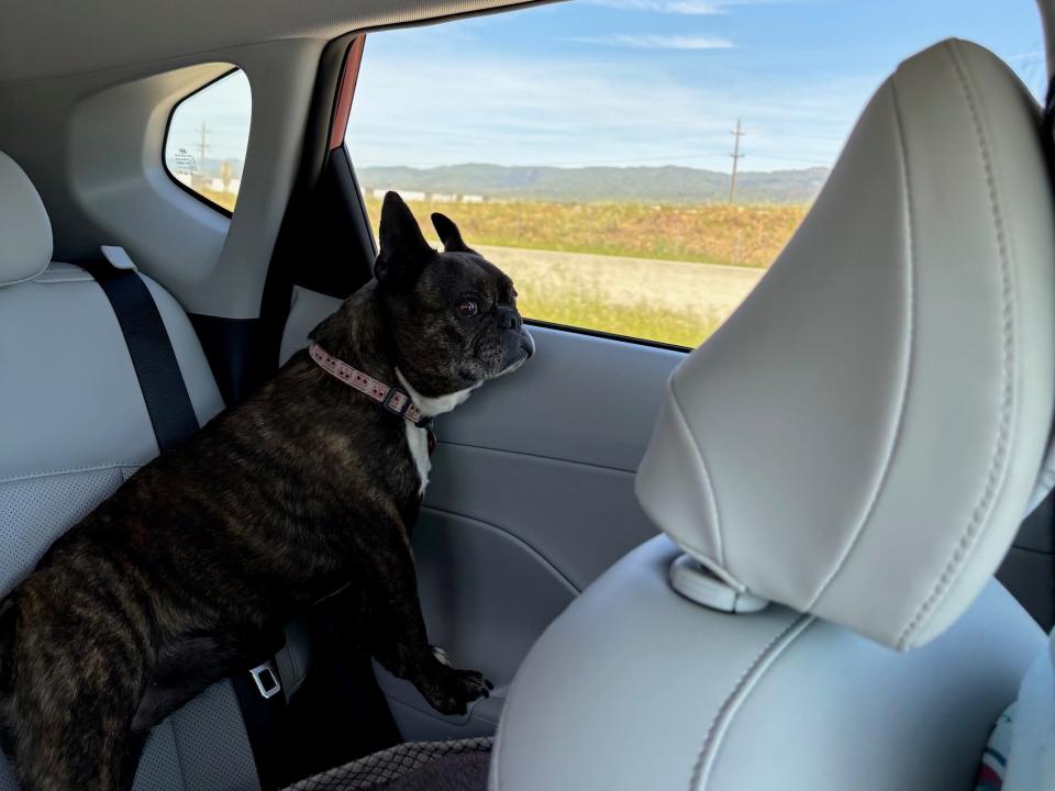 A dog sits in the 2024 Hyundai Kona Limited AWD during a drive in California.