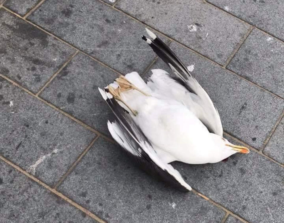 Shocked bystanders, including children, saw the UK man catch the seagull and smash the animal into a wall, killing it. Source: SWNS/ Mega Australia