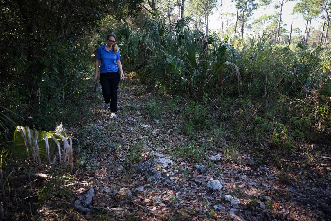 Jennifer Tisthammer walks along a limestone ridge that runs along the length of the Deering Estate grounds. It’s part of the larger Atlantic Coastal Ridge, which runs along the entire coast of Florida.