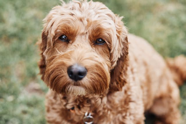 <p>Getty Images/Gary Yeowell</p> The American Cocker Spaniel and Minature Poodle are combined to make this breed.